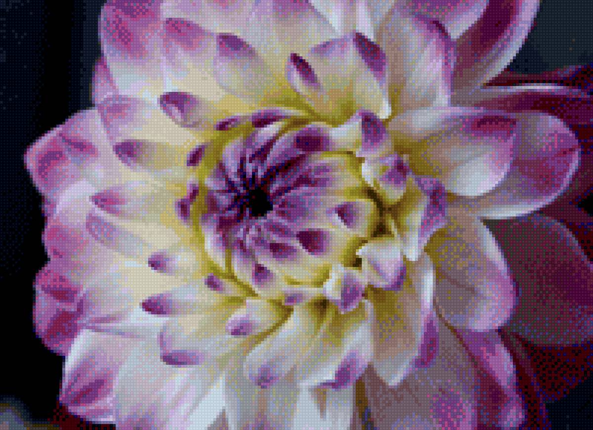 Георгин - времена года, осень, цветы, георгины, флора, природа - предпросмотр