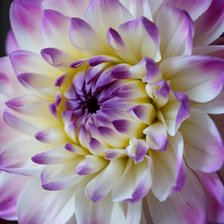 Схема вышивки «Георгин»