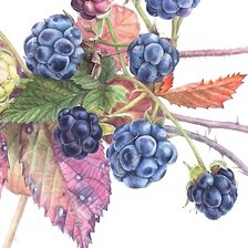 Схема вышивки «рисунок»