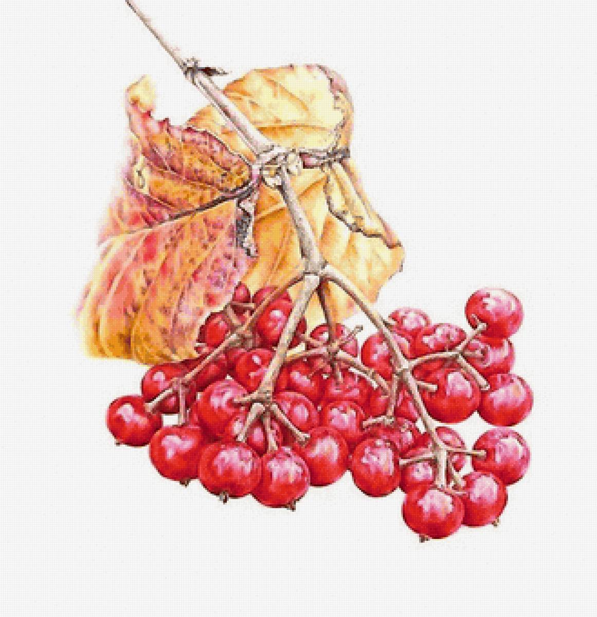 калина - предпросмотр