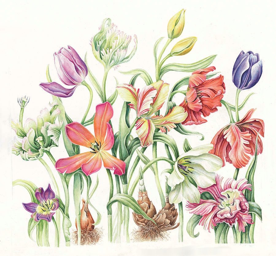 №2207071 - тюльпаны - оригинал