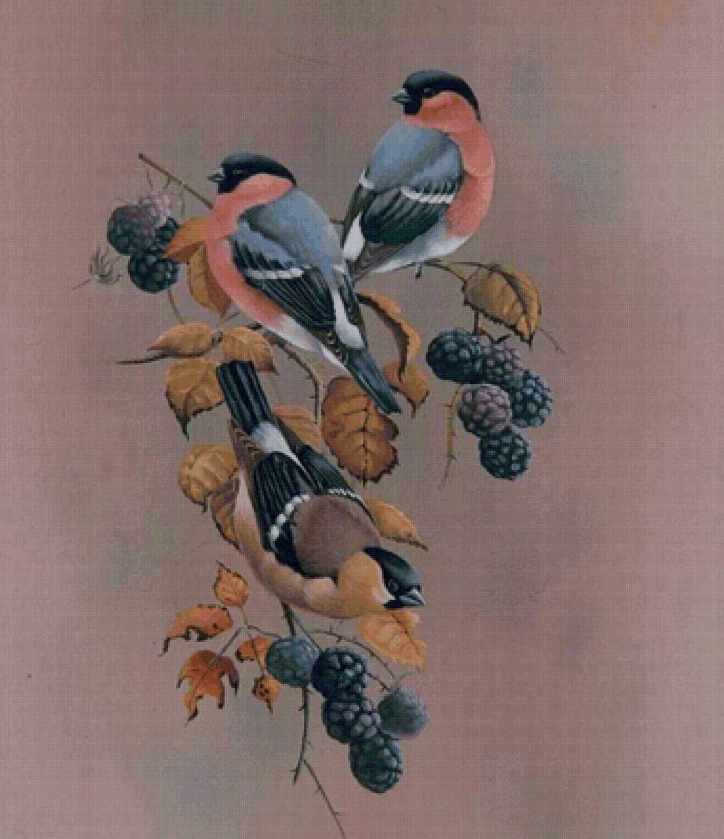 Снегири на лиловом - растение, снегири, ягода, природа, птицы, еживика - предпросмотр