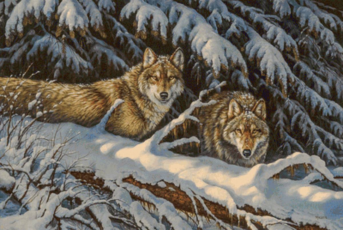 Wolves in Winter. - rosemary millette painter.snowscapes.animals. - предпросмотр