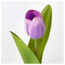 Схема вышивки «Тюльпан»