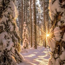 Схема вышивки «В лесу»