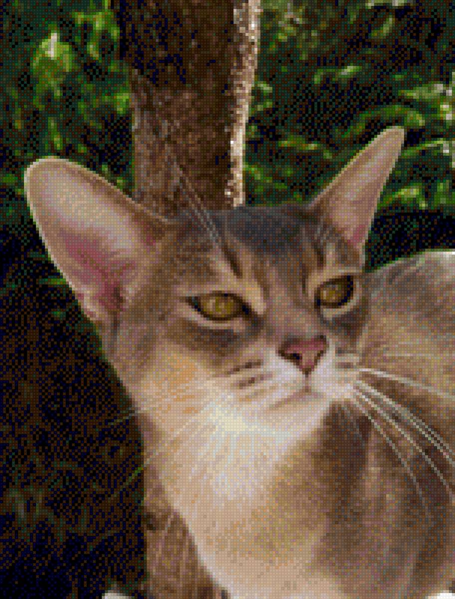 Абигайль - кошка, портрет - предпросмотр