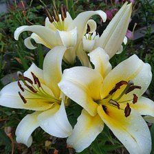 Схема вышивки «Лилии»