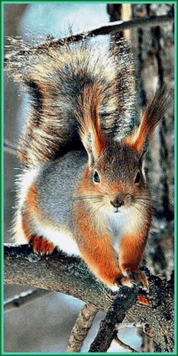 Белочка - белка, животные - предпросмотр