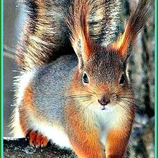 Схема вышивки «Белочка»