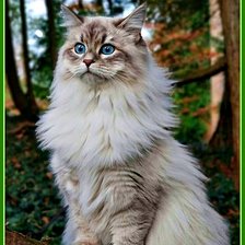 Схема вышивки «Пушистое чудо»