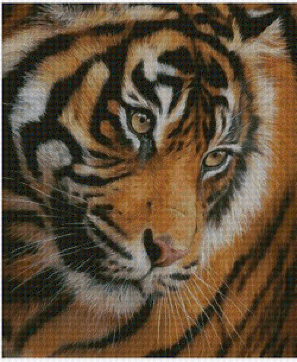 взгляд тигра - тигр животные - предпросмотр