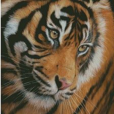 взгляд тигра