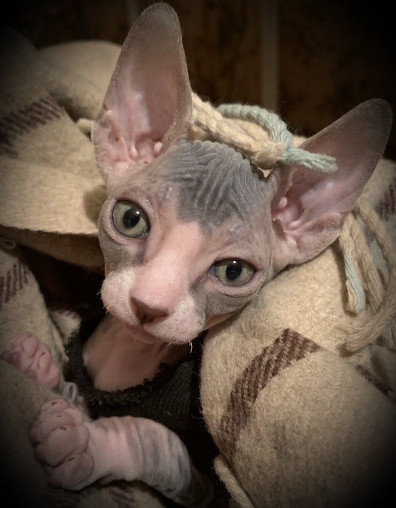 Настин Сфинкс - оригинал