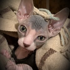 Схема вышивки «Настин Сфинкс»