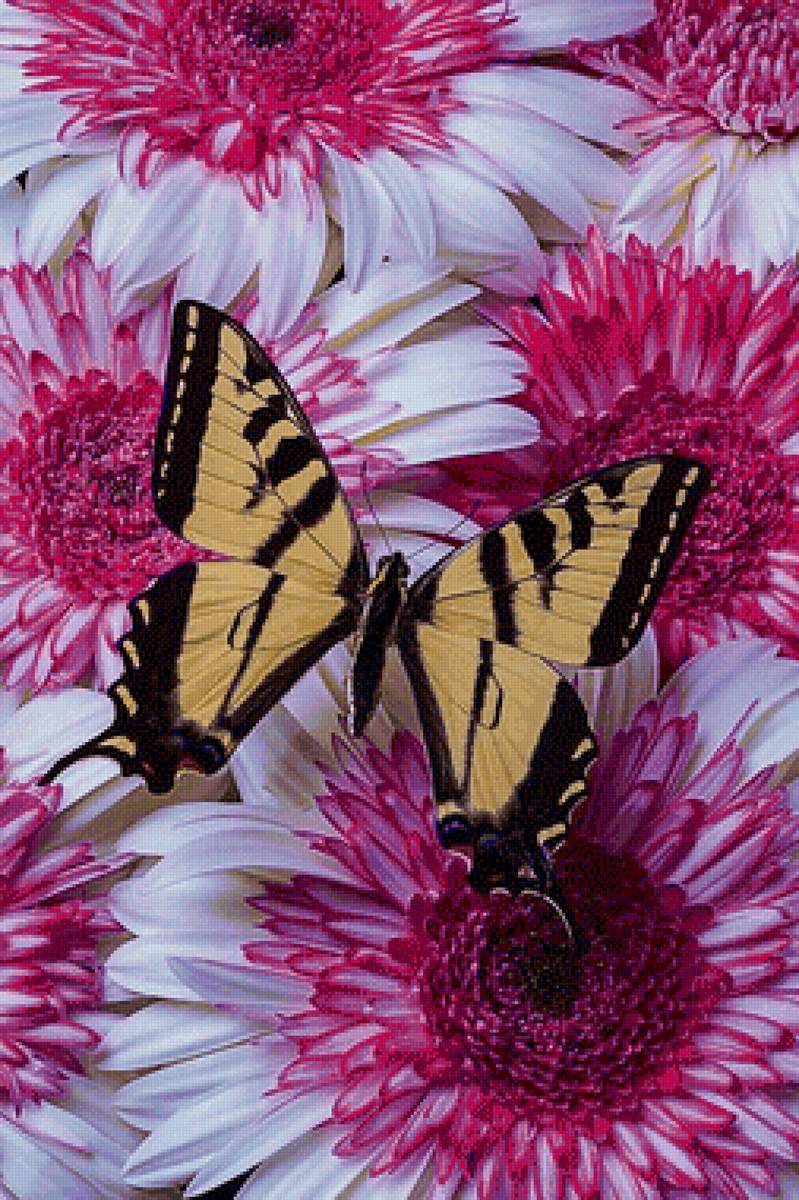 Flores. - flores. crisântemo, borboleta. - предпросмотр