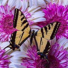 Схема вышивки «Flores.»