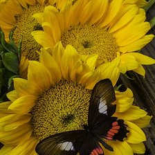 Схема вышивки «Girassóis»