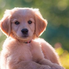 Схема вышивки «Собака»