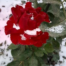 Схема вышивки «Роза на снегу»