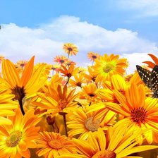 Схема вышивки «Подсолнухи»