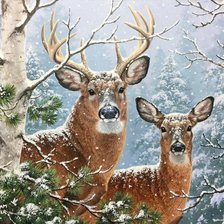 в зимнем лесу