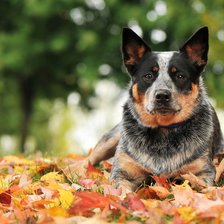 Схема вышивки «Собака»