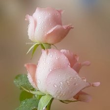 Схема вышивки «розы»