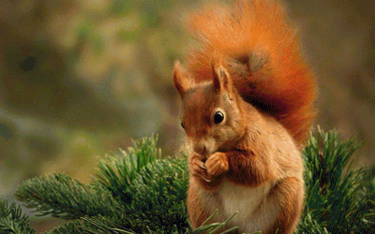 белочка - животные белка - предпросмотр