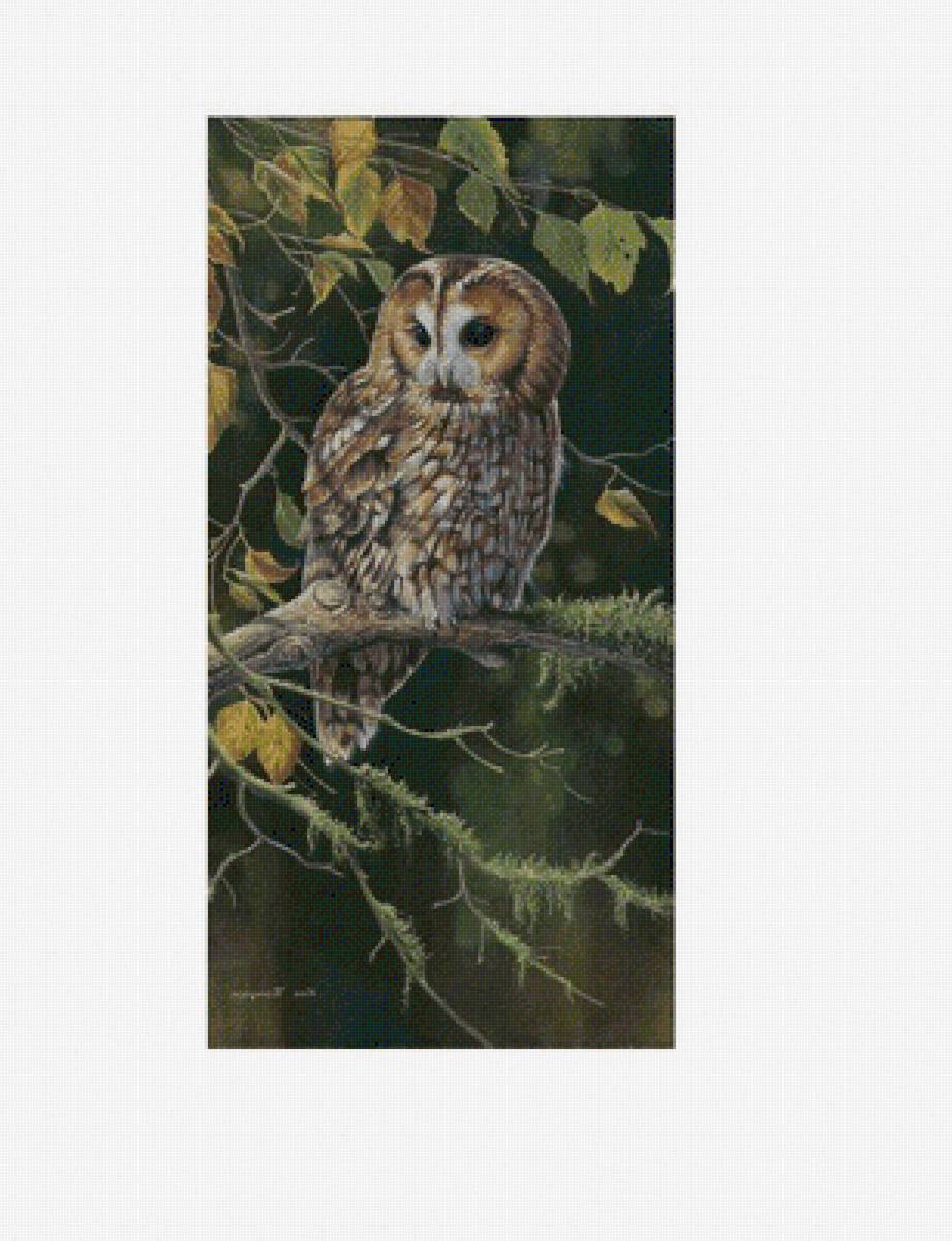 сова - сова птица - предпросмотр