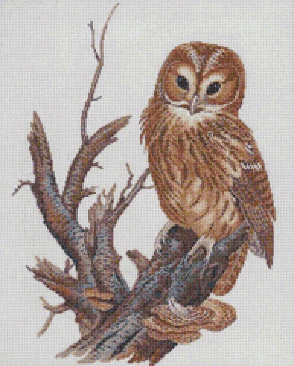 Сова на суку - сова, сук, филин - предпросмотр