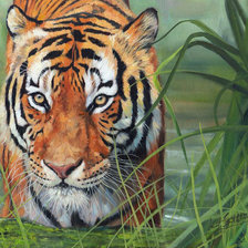 Схема вышивки «тигр»