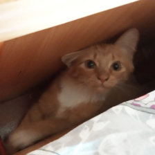 Схема вышивки «Кому витаминчики?»