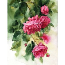 Схема вышивки «Розы»