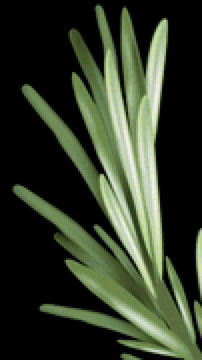 Розмарин - для кухни - предпросмотр