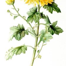 Схема вышивки «хризантема»