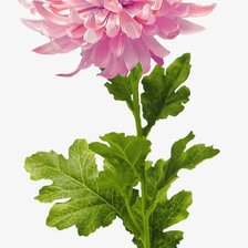 Схема вышивки «хризантема»