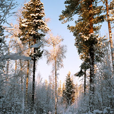 Схема вышивки «Тайга»