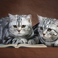 Схема вышивки «№2212007»