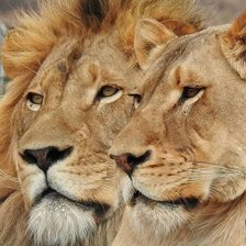 Схема вышивки «дикие»