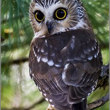 Схема вышивки «СОВКА»