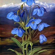 Схема вышивки «цветы»