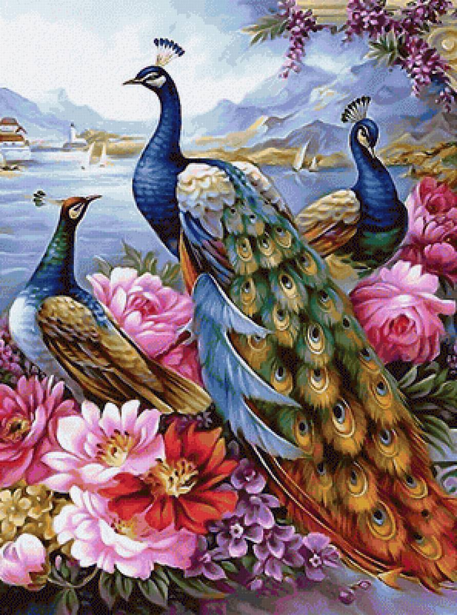 павлины - птицы павлины природа - предпросмотр