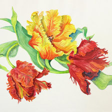 Схема вышивки «Тюльпаны»