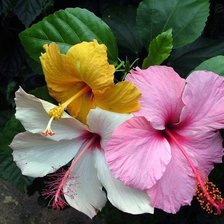 Схема вышивки «Hibiscos.»