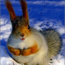 Схема вышивки «Белка»