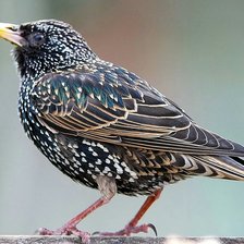 Схема вышивки «скворец»