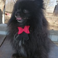 Схема вышивки «Шпиц Миша»