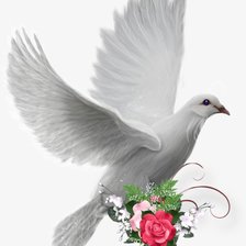 Pomba,da paz