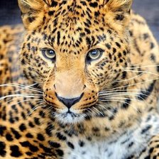 Схема вышивки «Леопард»