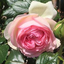 Схема вышивки «роза Пьер де Ронсар»